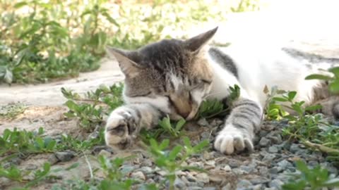 Baby Cats
