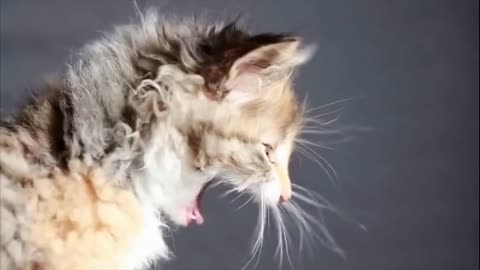 cats and cut funny fails