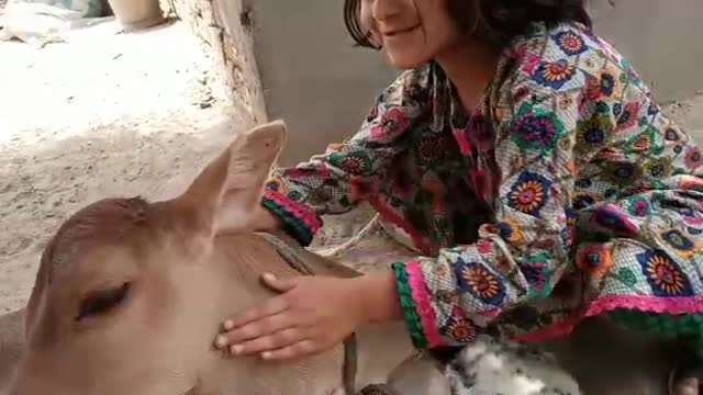 Cow and rabbit friendship