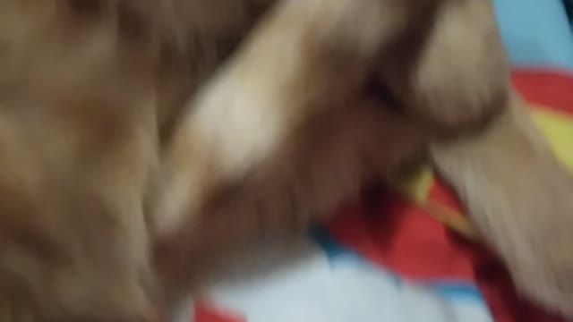 My cat at sleep