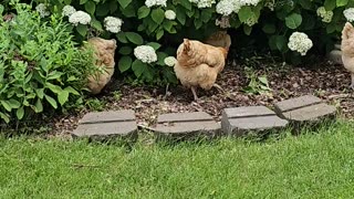 OMC! Chickens hunting in Hydrangeas 2 Little flock bug hunting at its finest! #chickens #hens #bugs