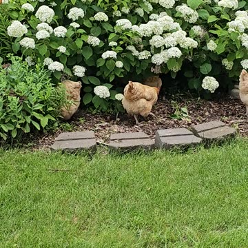 OMC! Chickens hunting in Hydrangeas 2 Little flock bug hunting at its finest! #chickens #hens #bugs