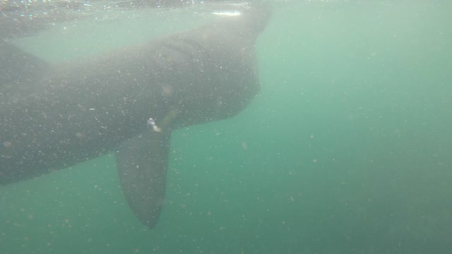 Basking Shark at Fladdabister