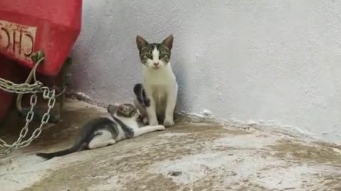 Mommy Cat Takes Really Good Care of her Kitten #3