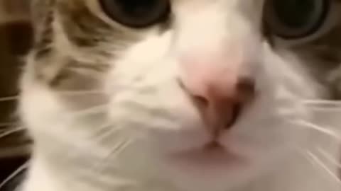 😍 The Cutest Pets: A Compilation You Need to See!