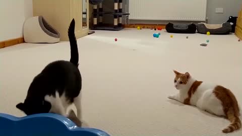 Kitten Vs Older Cat