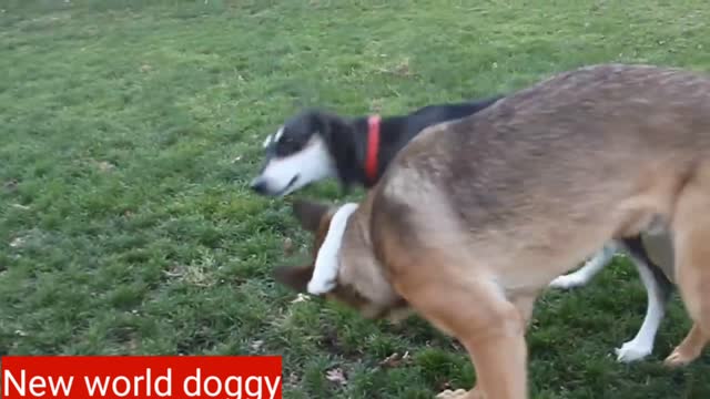 DOG FUNNY VIDEOS DOG FUNNY VIDEOS