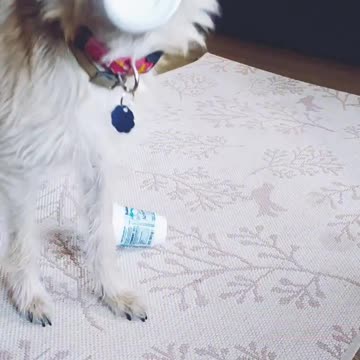 My Luna, the puppies are growing so fast!