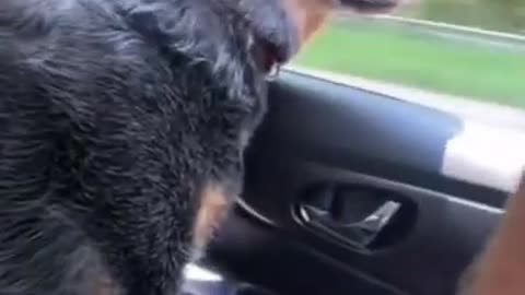 funny monkey video