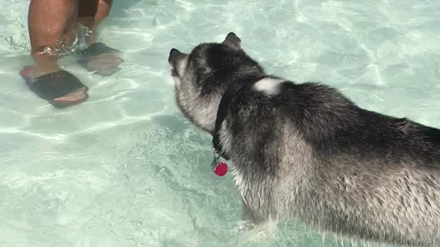 Husky tries to catch a ball at the pool