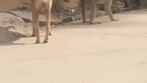 Super super funny video of monkey and dog that will make you laugh.