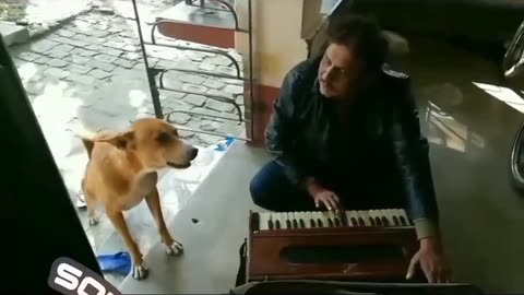 @dog singing videos with human🤣🤣......