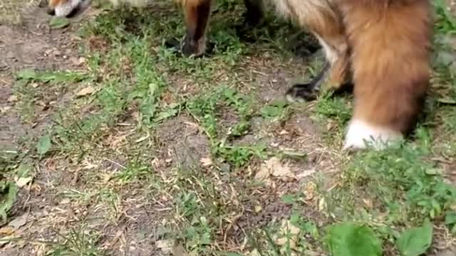 Dixie Fox sits and high-fives