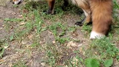 Dixie Fox sits and high-fives