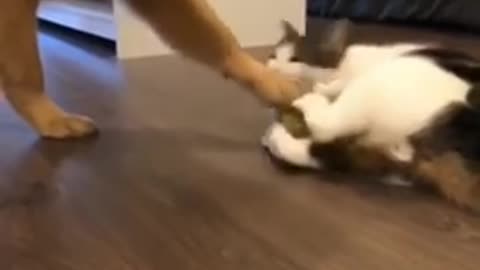 Dog fun with cat