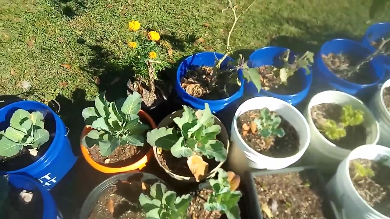 Container gardening
