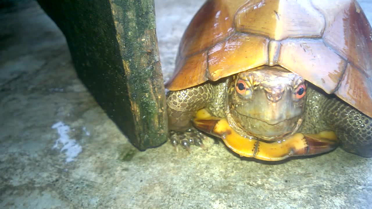 What do you know about turtles - Cuora mouhoti