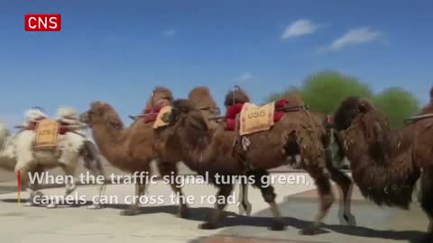 World's first traffic light for camels debuts in NW China's Gansu