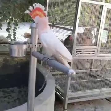 Major Mitchell's cockatoo