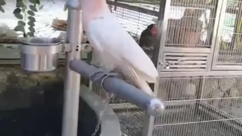 Major Mitchell's cockatoo