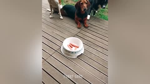 Cute dog