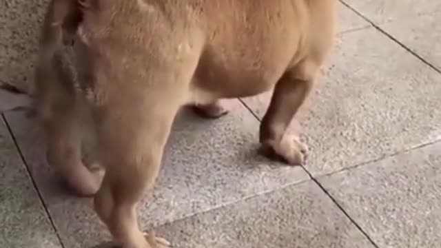 ππVery Funny dog videos, Try not to LAUGH!!ππ