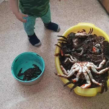 the child is not afraid of anything