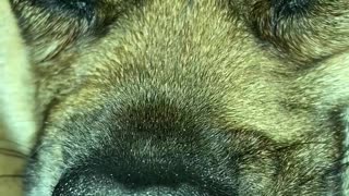 Snoozing Puggle II