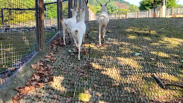 Fallow deer sensitive around