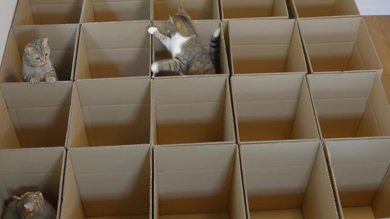 Cute little cats in maze