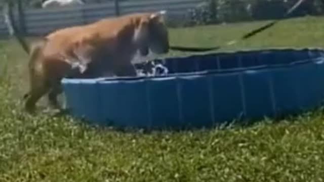 tiger playing with water