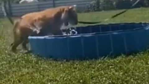 tiger playing with water