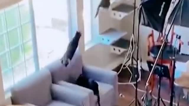 Funny video | Try Not To Laugh