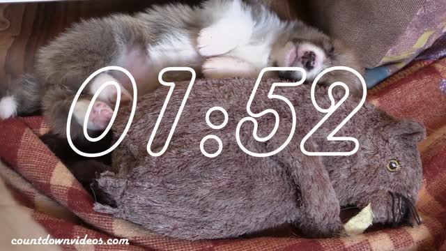 5 Minute Puppy Timer!