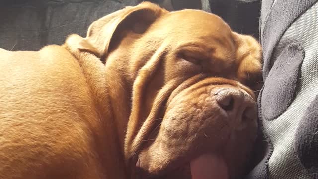 Ella the bordeaux snoring her beautiful face off so funny