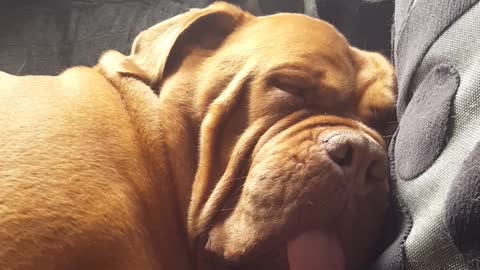 Ella the bordeaux snoring her beautiful face off so funny