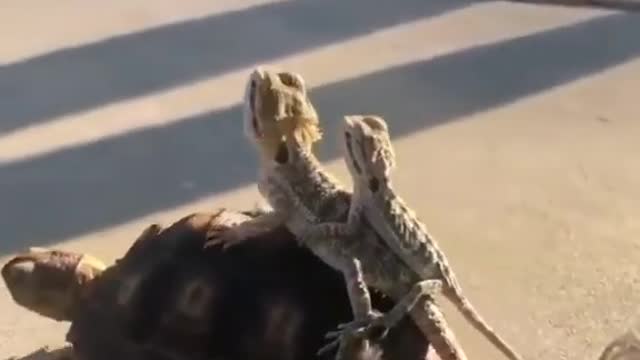 turtle carry the lizard animal