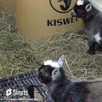 Come visit our small homesteading channel 😊