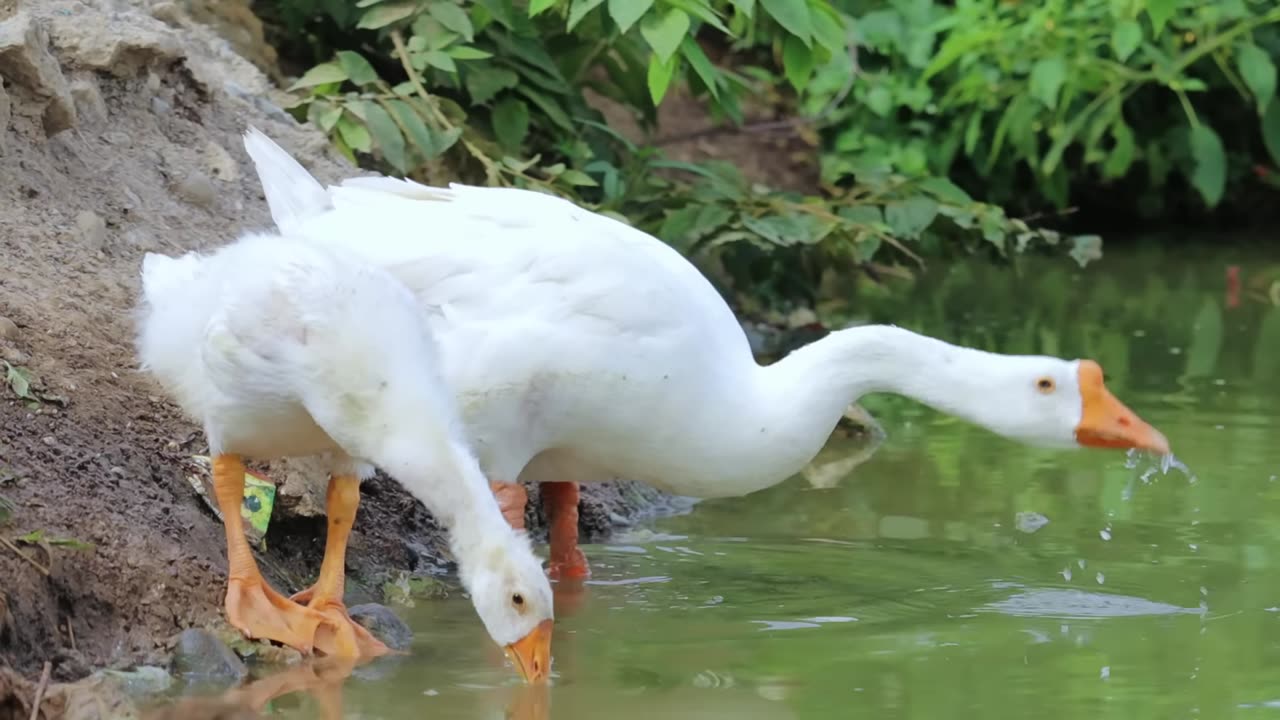 Make Millions in Free-range Farming - Raising Hundreds of Ducks And Chickens with Zero Expenses!