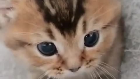 Cute Cat Funny Video