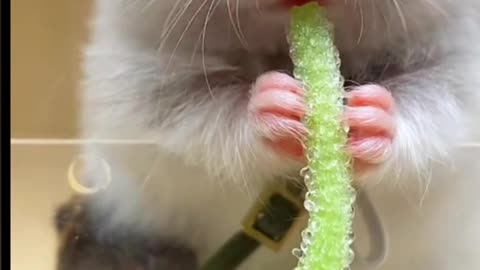 Funny Mouse 🐁🐁🐁🐭🐭🐭🐭🐭