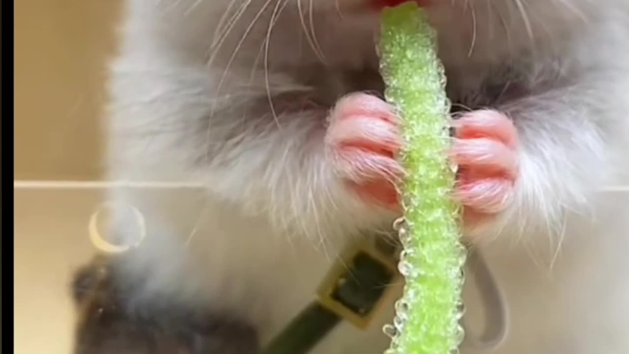 Funny Mouse 🐁🐁🐁🐭🐭🐭🐭🐭