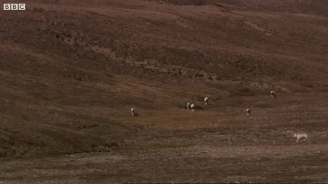 Meet the White Wolf Pack of Ellesmere Island | White Falcon, White Wolf (Part 2) | BBC Earth