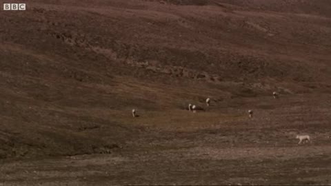 Meet the White Wolf Pack of Ellesmere Island | White Falcon, White Wolf (Part 2) | BBC Earth