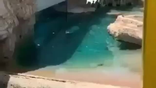 🐻 The bird decided to swim in the polar bear enclosure at the zoo,