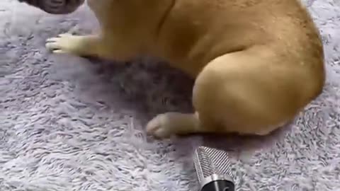 FUNNY Dog & Cats