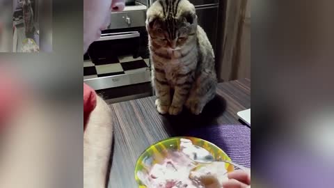 Male owner eating milkshake in front of the cat