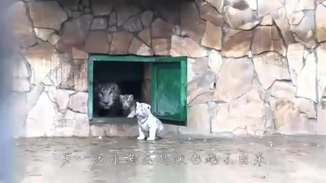 The little white tiger is too naughty to go home