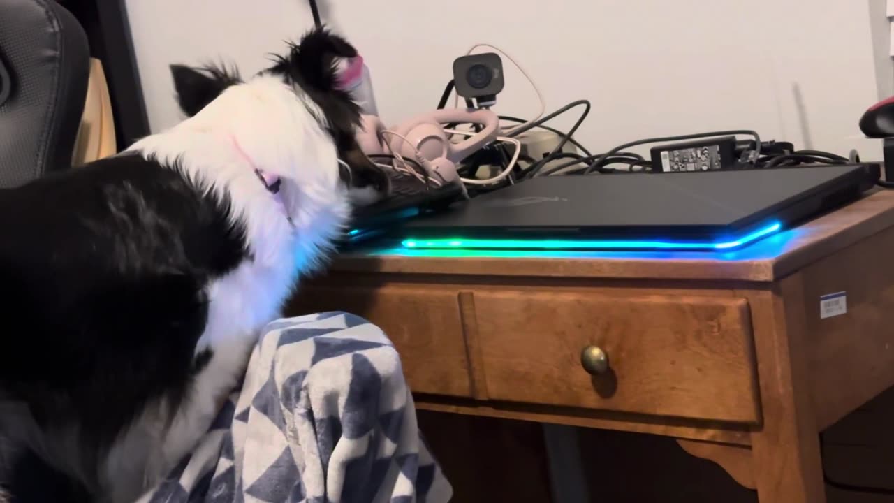 Meet Lyla the worker sheltie - she learned to type?