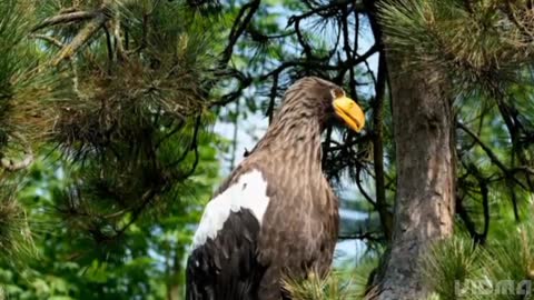 Birds are very special animals that have particular characteristics which are common amongst all of them.